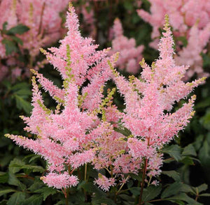 Astilbe Roz, 1 Bucata