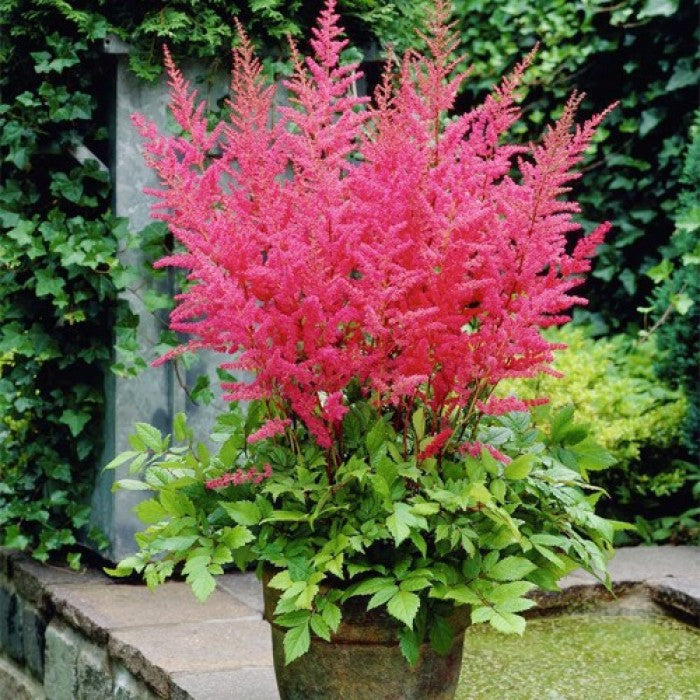 Bulbi de Astilbe "Granat", Roz Inchis, 1 Bucata