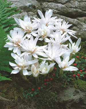 Branduse de Toamna "Colchicum Autumnale Album", 1 Bucata