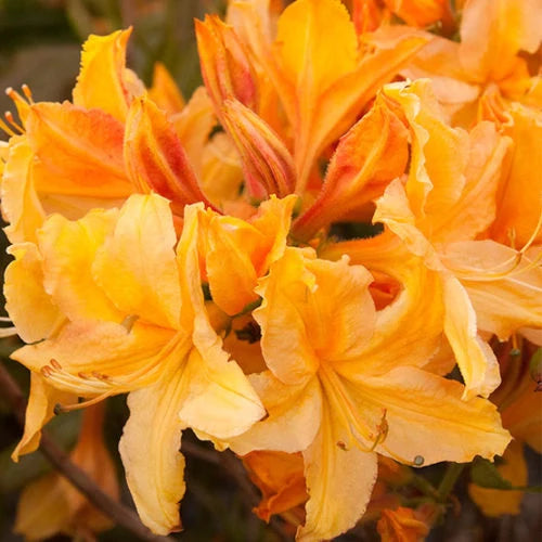 Azalea ''Golden Lights'', la ghiveci