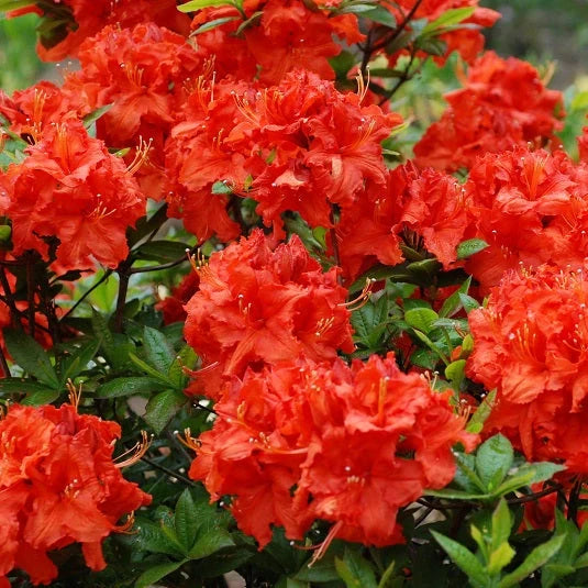 Azalea ''Gibraltar'', la ghiveci