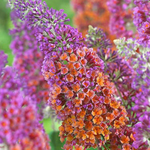 Buddleja Liliac de Vara "Butterfly"