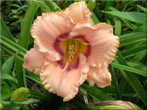 Bulbi de Hemerocallis "True Grit", Crin Salbatic, 1 Bucata