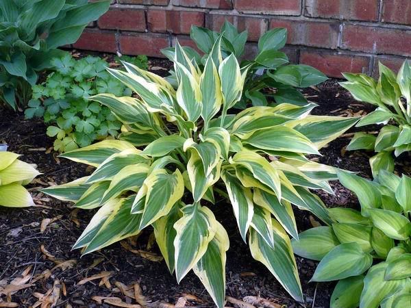 Bulbi de Hosta "Lakeside Dragonfly", 1 Bucata