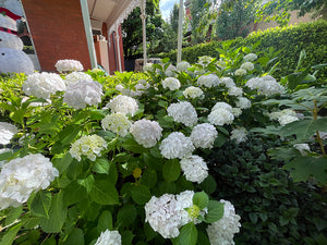 Hortensia Macrophylla "Wudu", Alba, la Ghiveci de 3L, 1 Bucata