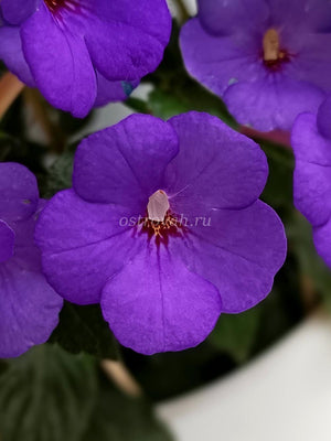 Bulbi de Achimenes "Violette Charm", 5 Bucati