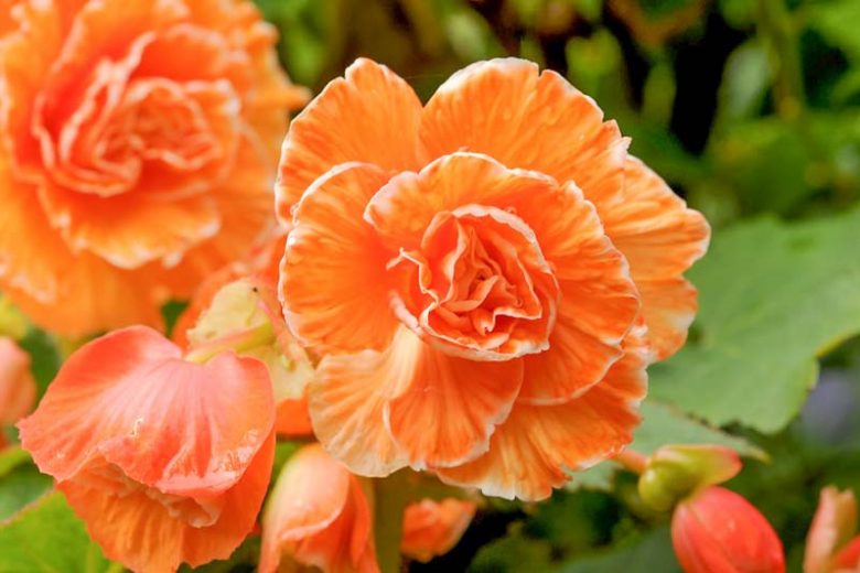 Bulbi de Begonia "Picotee Lace", Orange, 2 Bucăți