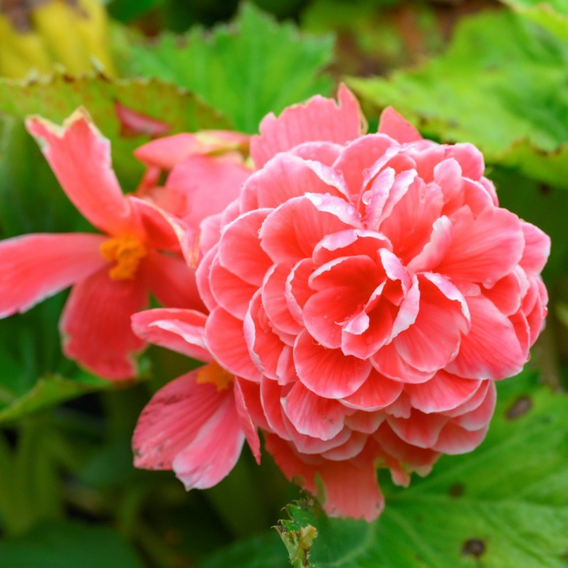 Bulbi Begonie - Camellia - Roz - 2 Bucăți