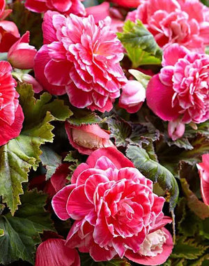 Bulbi de Begonia "Picotee Lace", Pink, 1 Bucata