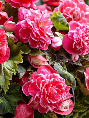 Bulbi de Begonia "Camellia", Roz, 1 Bucata