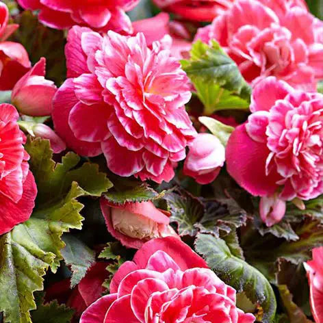 Bulbi Begonie - Camellia - Roz - 2 Bucăți