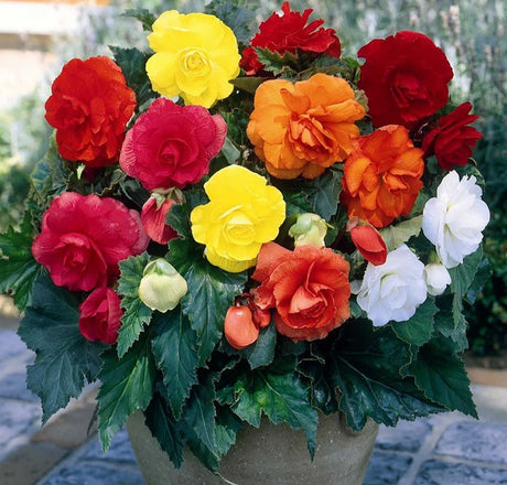 Bulbi de Begonia "Double Mix", 5 Bucati