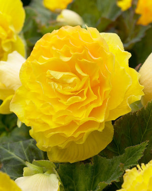 Bulbi de Begonia "Double", Galben, 1 Bucata