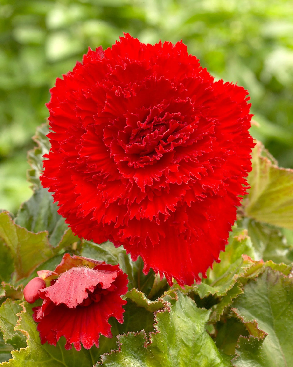 Bulbi de Begonia "Fimbriata Dark Red", 1 Bucata