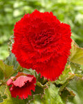 Bulbi Begonie - Fimbriata Dark Red - 2 Bucăți