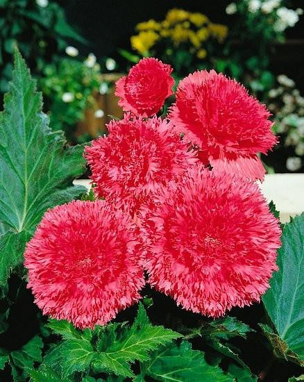 Bulbi de Begonia Fimbriata Roz - 1 bucata / pachet