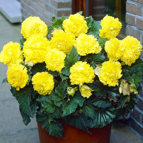 Bulbi de Begonia "Fimbriata", Galben, 1 Bucata