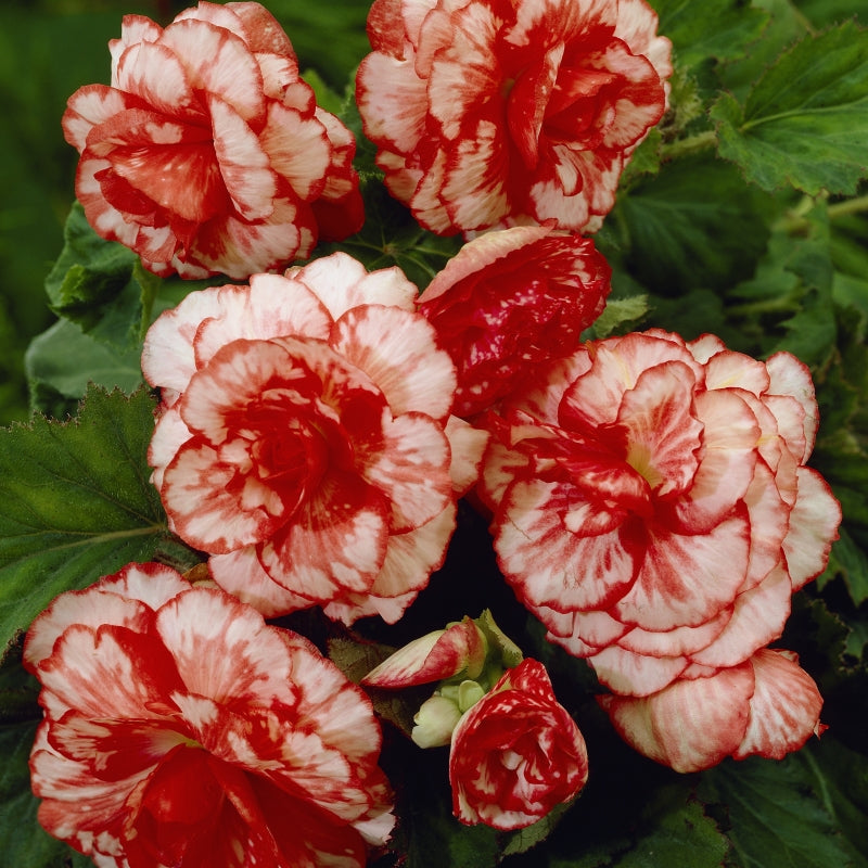 Bulbi de Begonia "Marmorata", 1 Bucata