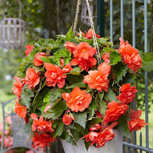 Bulbi de Begonia "Pendula", Portocaliu, 1 Bucata