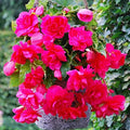 Bulbi de Begonia "Pendula", Roz, 2 Bucăți