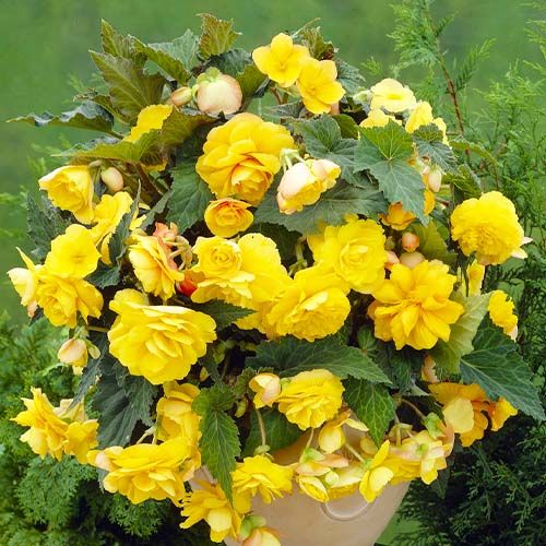 Bulbi Begonie - Cascade - Galben - 2 Bucăți
