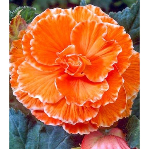 Bulbi de Begonia "Picotee Lace", Orange, 2 Bucăți