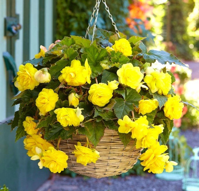 Bulbi de Begonia "Cascade", Galben, 1 Bucata