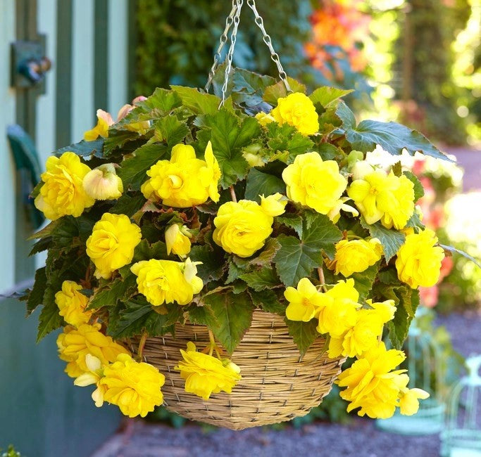Bulbi de Begonia "Pendula", Galben, 2 Bucăți