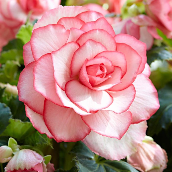 Bulbi de Begonia Bouton de Rose Roz - 1 bucata / pachet