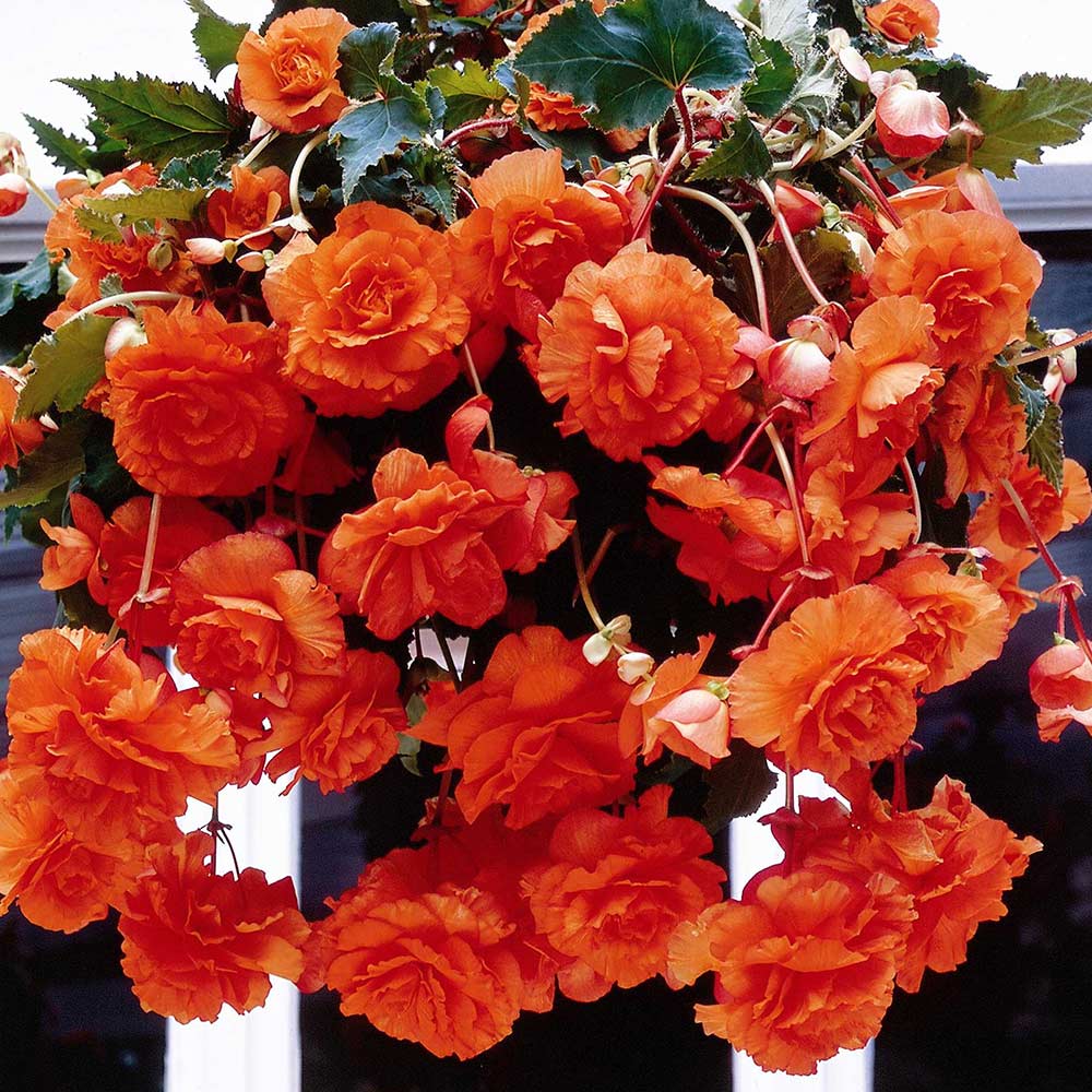 Bulbi de Begonia "Pendula", Portocaliu, 2 Bucăți