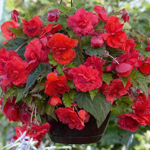 Bulbi de Begonia "Cascade", Rosu, 1 Bucata