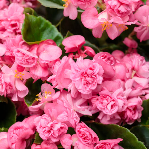 Bulbi de Begonia "Double", Roz, 1 Bucata