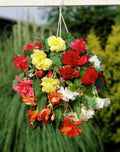 Bulbi de Begonia Mix, 5 Bucăți