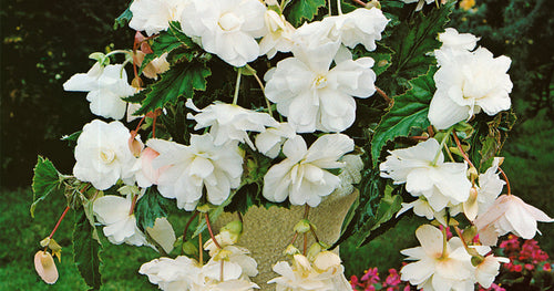 Bulbi de Begonia "Pendula", Alb, 2 Bucăți