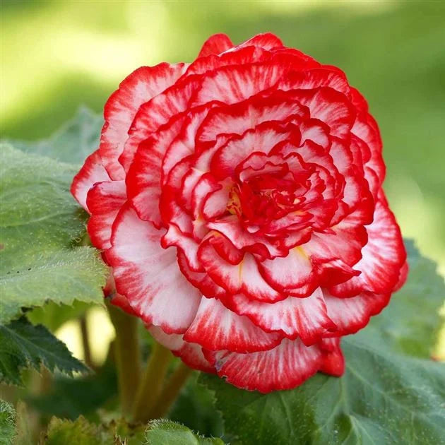 Bulbi de Begonia "Marmorata", 1 Bucata