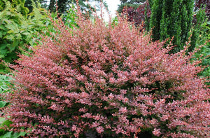 Berberis "Dracila", Mov, 80-100 cm, la Ghiveci de 10L, 1 Bucata