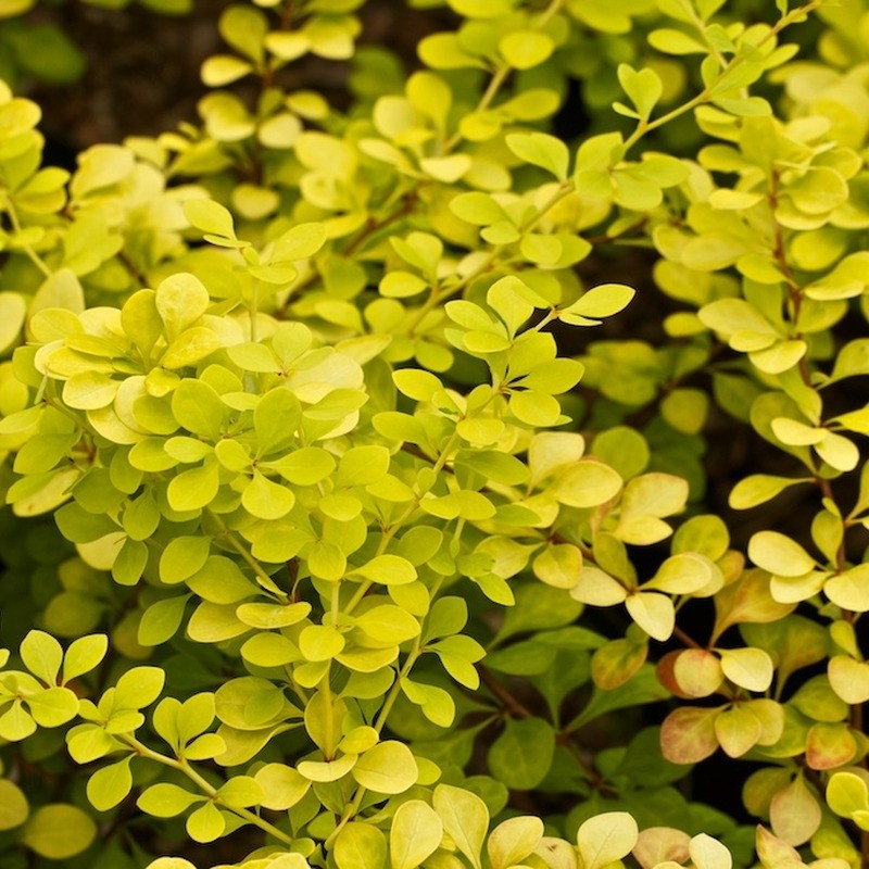 Berberis Auriu, 1 Bucata