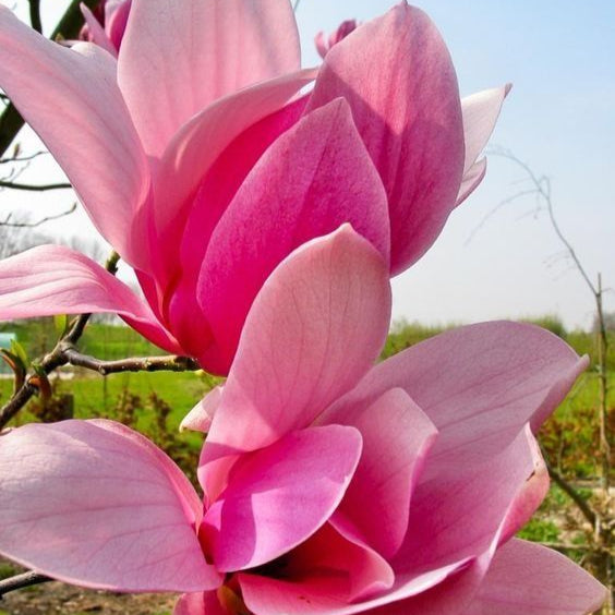 Magnolia "Betty",,la ghiveci P9