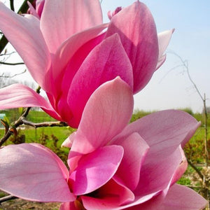 Magnolia "Betty",,la ghiveci P9
