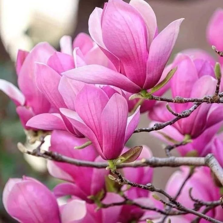 Magnolia "Betty",,la ghiveci P9