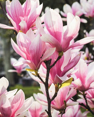 Magnolia "Betty",,la ghiveci P9