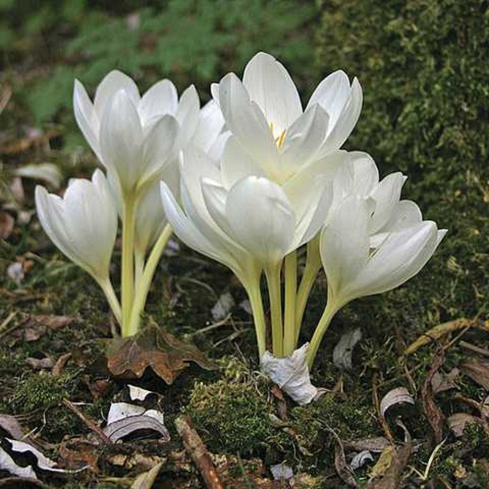 Branduse de Toamna "Colchicum Autumnale Album", 1 Bucata