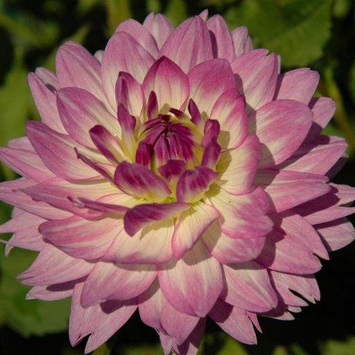 bitsy_web_cropped_0426b551-ae16-43c9-b14d-383e986b96e5 - Fitza Florilor