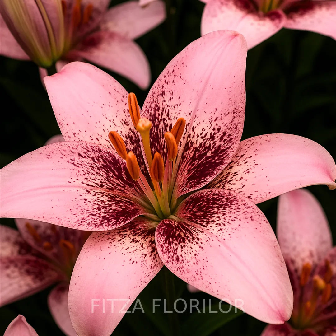 blbi de crini pink pixles