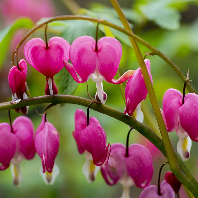 Bulbi de Dicentra "Cerceii Doamnei", Roz