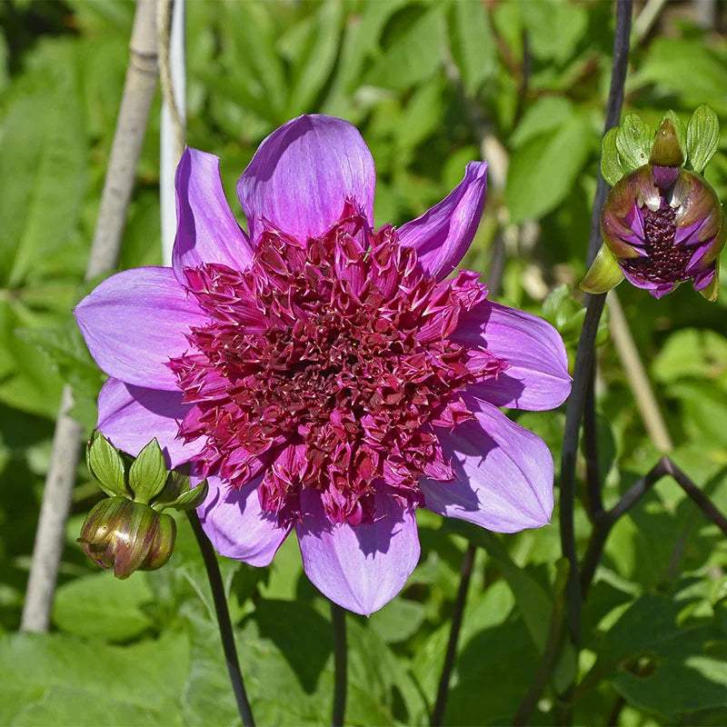 blue-bayou-anemone-dahlia_1_c6ccef34-448a-4c91-9073-8296d07db38e - Fitza Florilor