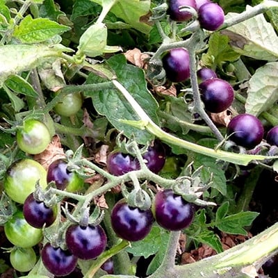 Seminte rosii HIBRID - Blue Cherry