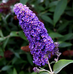 Buddleja Liliac de Vara "Ellen's Blue"