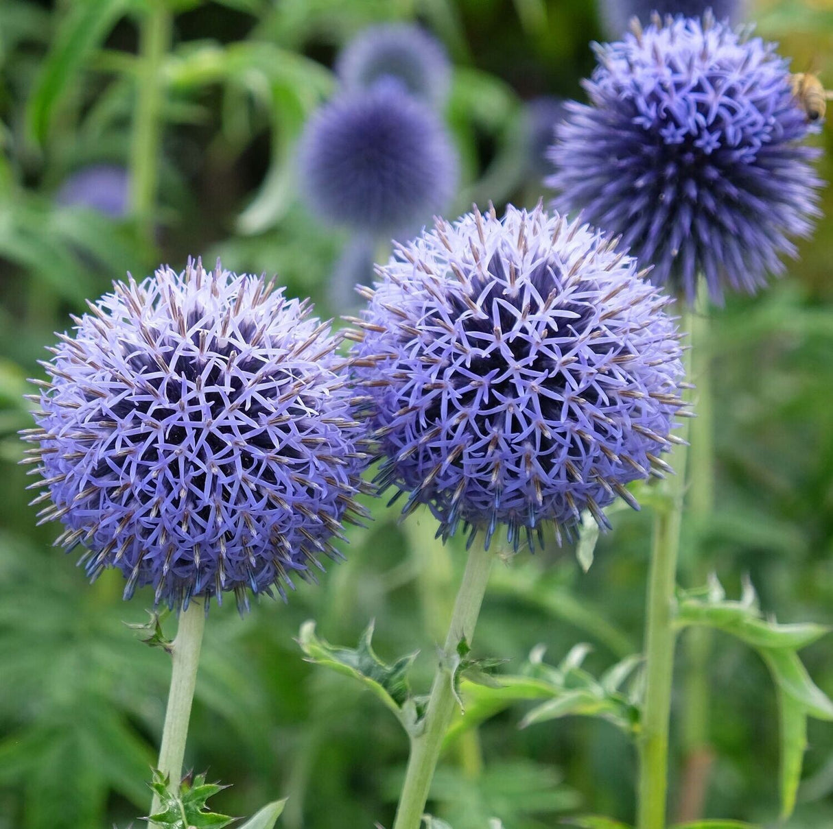 Echinops Bannaticus ''Taplow Blue'' (Rostogol)