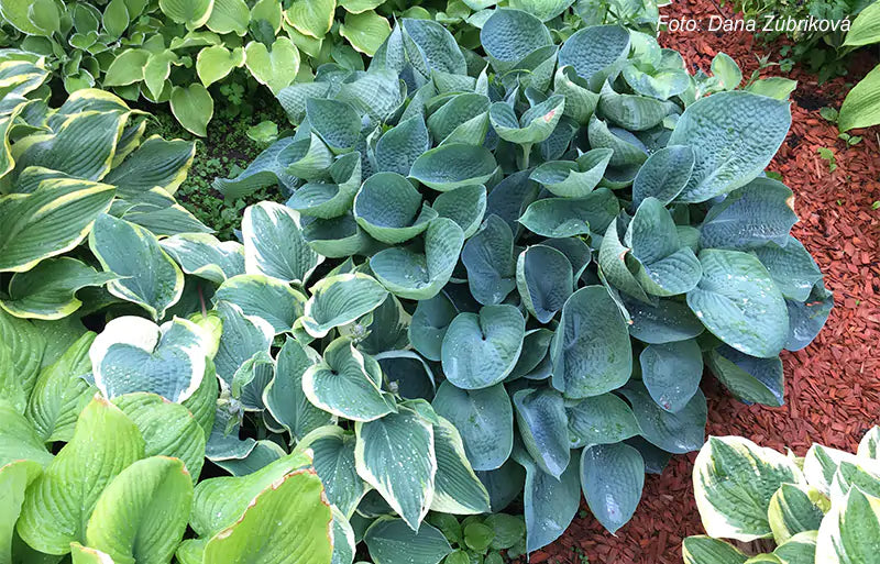 Bulbi de Hosta "True Blue", 1 Bucata